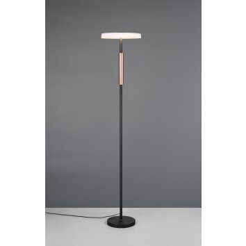 Celeste Lampadaire Luminaires Trio LED Brun, 1 lumière