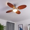 Ventilateur de plafond Nicosia Bois foncé, Nickel mat, 1 lumière